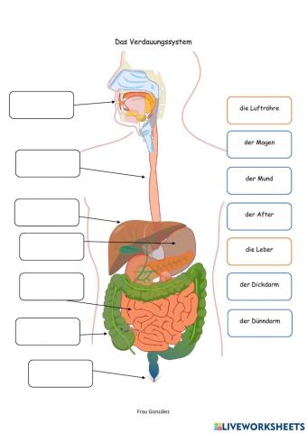 Das Verdsauungssystem