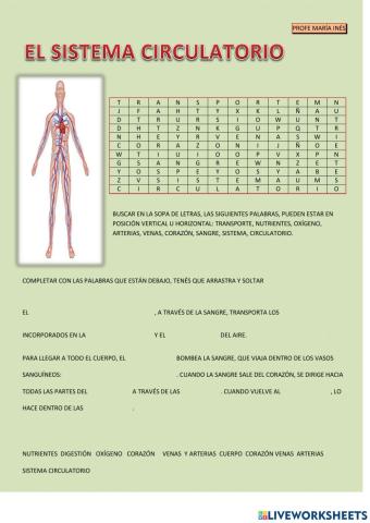 Sistema circulatorio