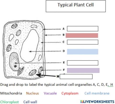 Plant cell