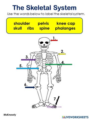 The Skeletal System