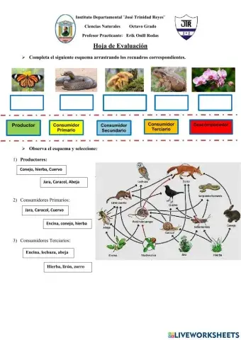 Cadenas y redes tróficas
