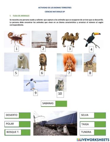 Actividad - Biomas terrestres