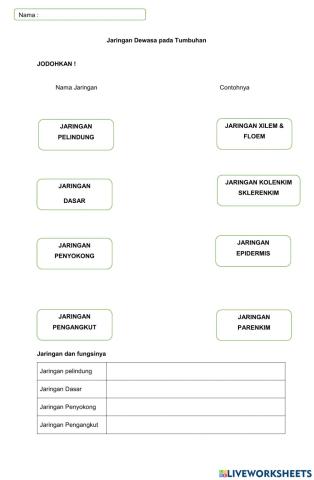 LKPD Jaringan Akar Batang Daun