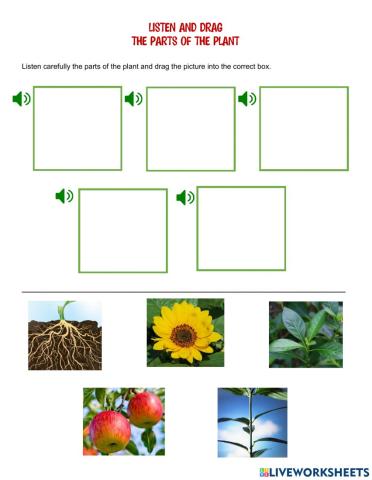 The Parts of the Plant