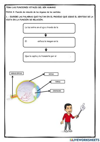 Ficha 4: Las funciones vitales del ser humano