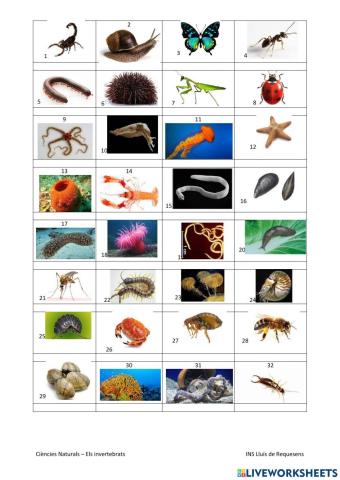 Grups principals dels invertebrats