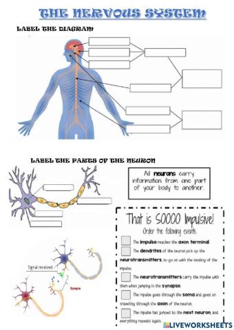 The nervous system