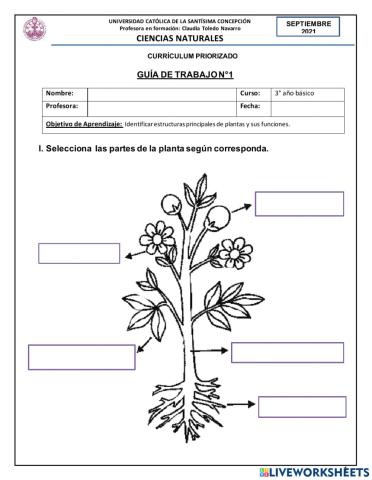 Partes de la planta y sus funciones