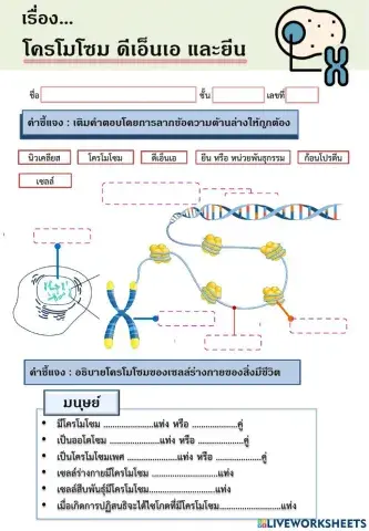โครโมโซม ดีเอ็นเอ และยีน