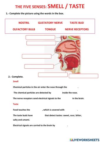 The five senses: smell and taste.