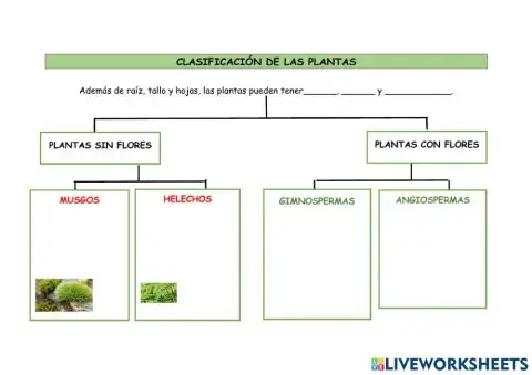 Como se clasifican las plantas
