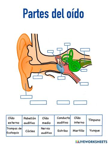 Partes del oído