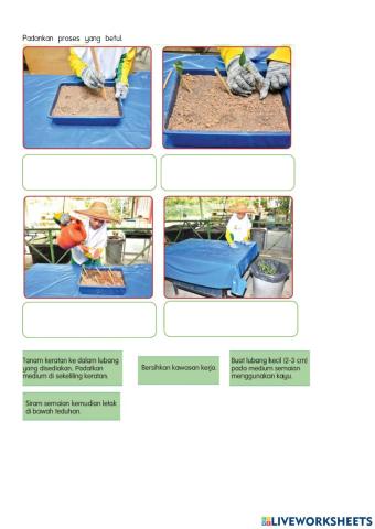 Menyemai Keratan Batang B-hagaian 2