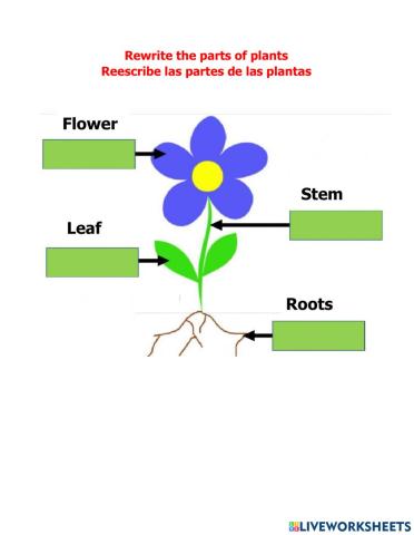 Parts of a plant