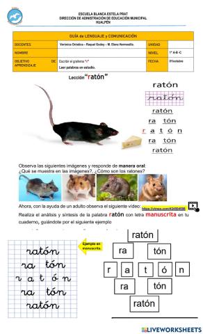 Lección ratón