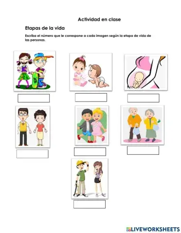 Etapas de vida