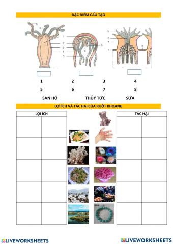Đa dạng ruột khoang