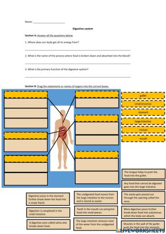 Digestive systom (no checking)