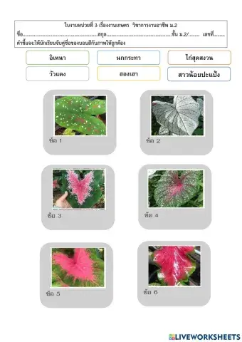 การงานอาชีพ ม.2