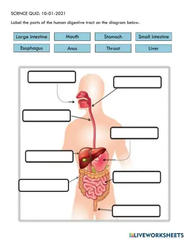 DIgestive System