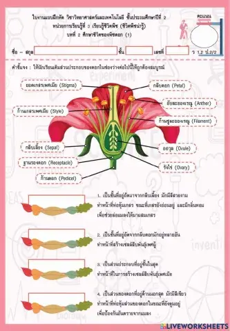 วัฏจักรชีวิตพืชดอก