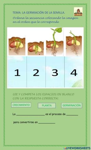 La germinación de las semillas