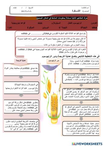 ورقة 61تفاعلية3