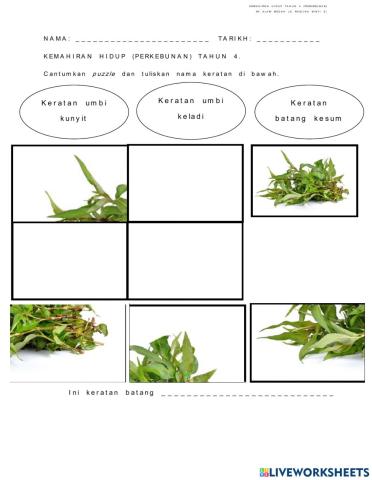 Keratan batang kesum