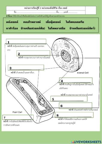 Structure of cells