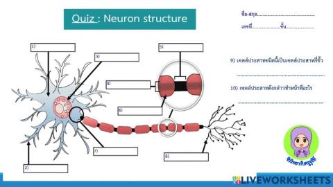 ์Neuron structure