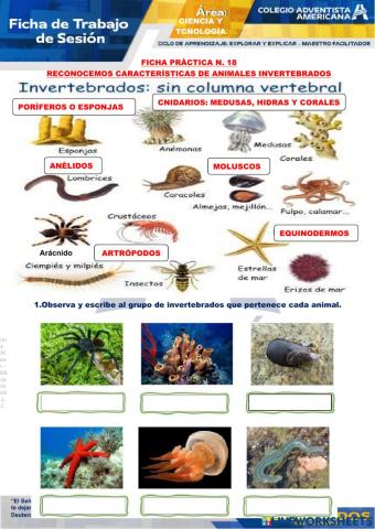 Caracteristicas de los invertebrados