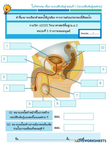 แบบฝึกหัด เรื่อง ระบบสืบพันธุ์ ตอนที่ 1
