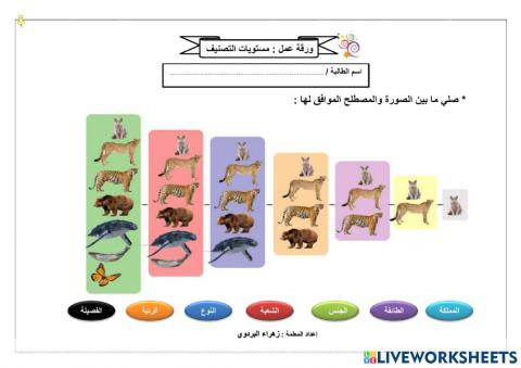 مستويات التصنيف