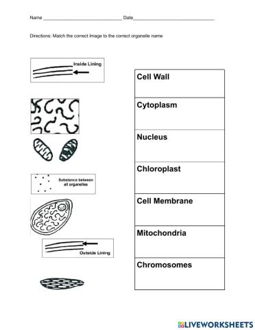 Cell Organelle Function Matching Activity