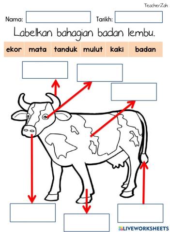 Labelkan anggota badan lembu