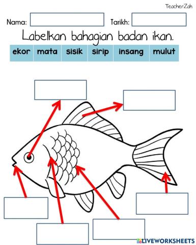 Labelkan anggota badan ikan