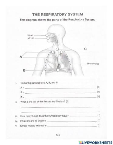 Respiratory System