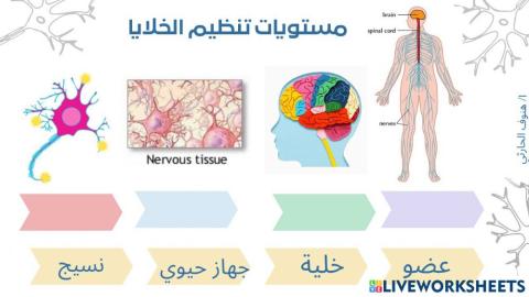 مستويات تنظيم الخلية