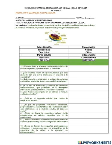 Funciones de los organelos