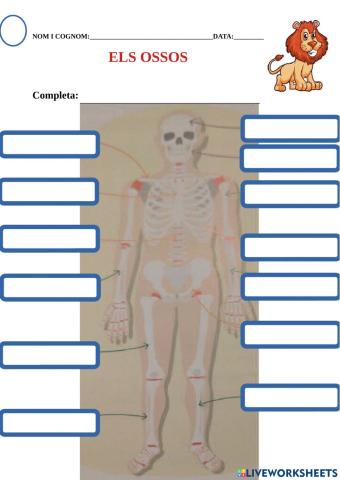 Els ossos