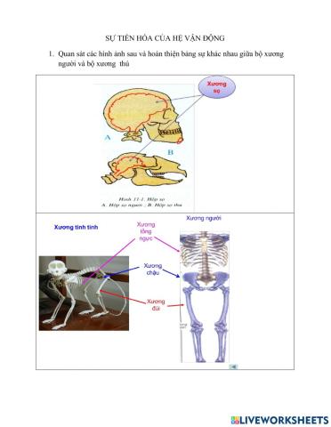 Tiến hóa của hệ vận dống