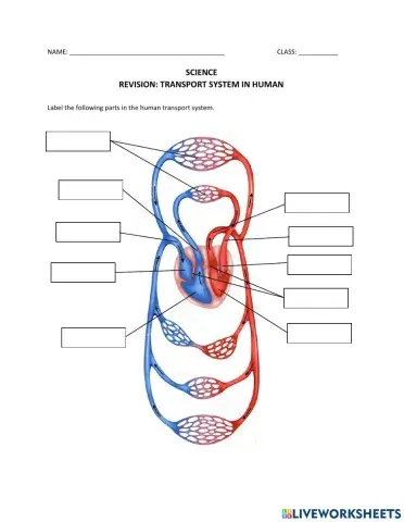 Transport system in human