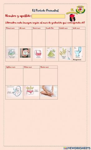 Etapas del embarazo