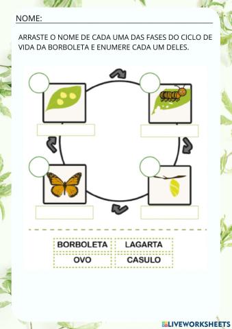 Ciclo de vida da Borboleta