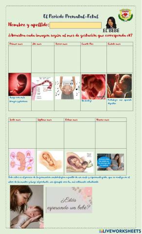 Periodo prenatal del feto