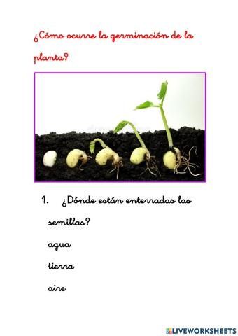 La germinación de la planta