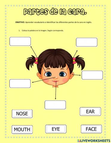 Las partes de la cara.