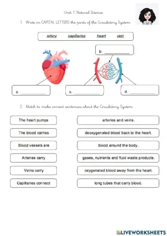Respiratory system and circulatory system