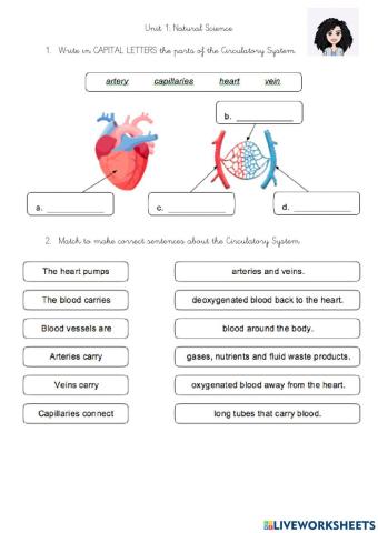 Respiratory system and circulatory system