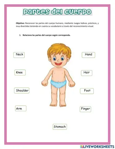 Las partes del cuerpo humano